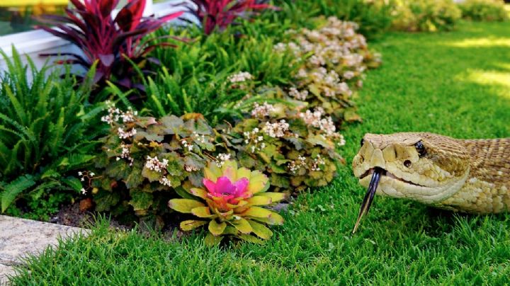 ¿Cuáles son las plantas que puedes sembrar en tu jardín para ahuyentar a las víboras?