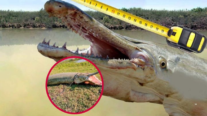 Capturan 'monstruoso' catán en Nuevo Laredo; enorme pejelagarto desata polémica, ¿por qué?