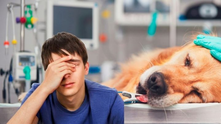 Planta tóxica en México: podría matar a tu perro en pocas horas y muchos la tienen en casa