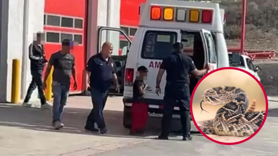 El menor había acudido a una salida familiar, cuando el reptil lo atacó al sentirse amenazado