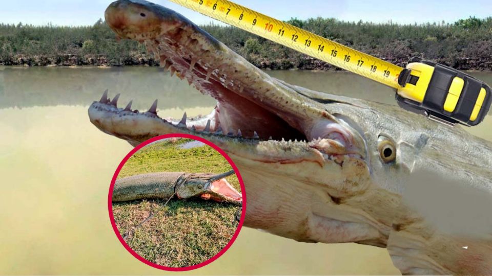 Su cuerpo acorazado nos recuerdan por qué es considerado el rey de los caudales en el noreste de México