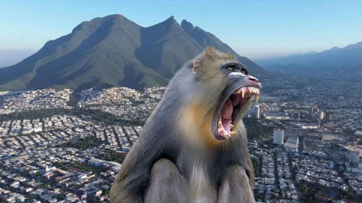 Captan a 'curioso' mandril en la Presa de La Boca en Nuevo León; ¿cómo llegó ahí? | VIDEO