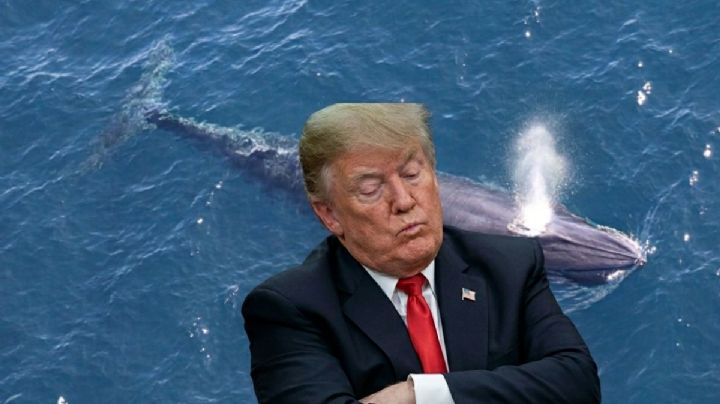 Trump y su 'escuadrón divino': ¿la extinción de especies en el Golfo es inminente?