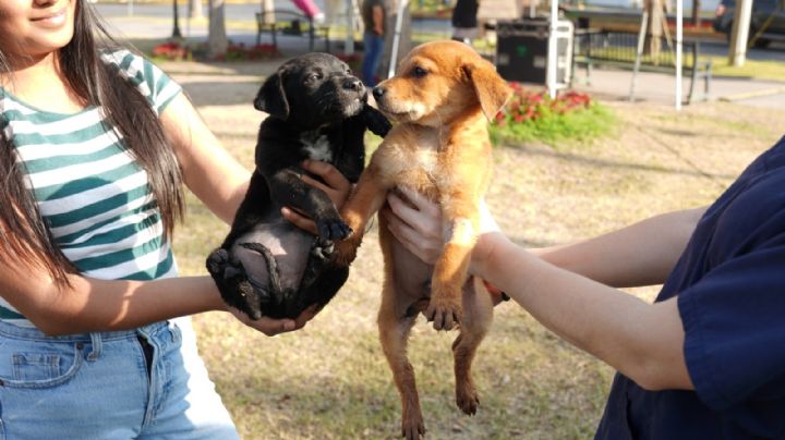 ¿Quieres darle una segunda oportunidad a animalitos rescatados?; hay feria de adopción en Nuevo Laredo