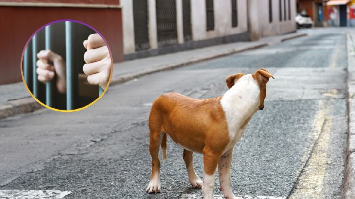 ¿Se perdió tu mascota?; si no reportas su desaparición podrías enfrentar problemas legales