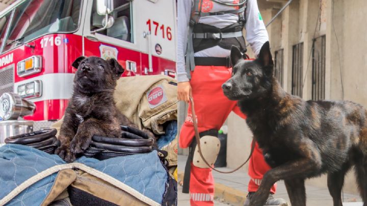 Fallece Capitán, perrito rescatista que encontró vidas entre los escombros del sismo  2017; esta es su trayectoria