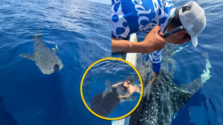 Pescadores interactúan con increíble tiburón ballena en costas de Manzanillo; especie sorprende por la zona | VIDEO