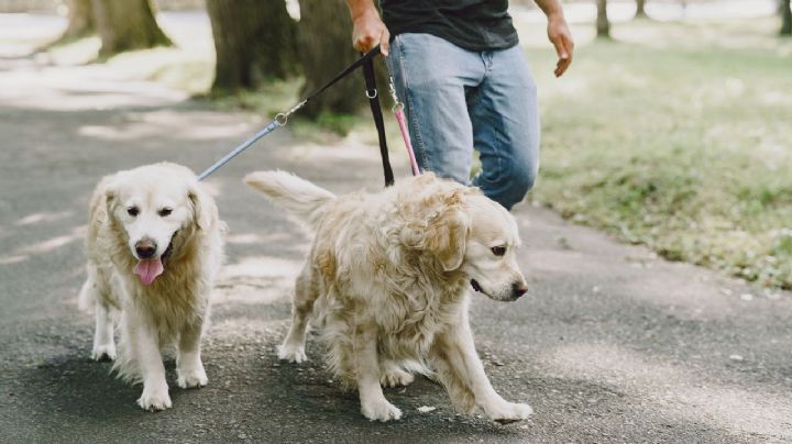 ¿Sacas a pasear a tu perro? Estos 5 errores en la rutina podrían afectar su salud