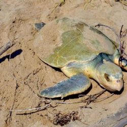 Tamaulipas intensifica vigilancia por temporada de tortuga lora; campamentos protegen más de 4,500 huevos