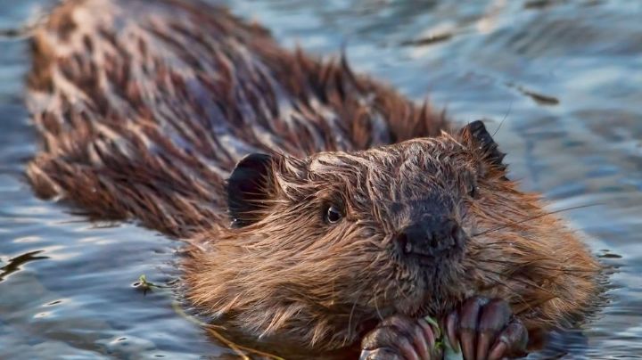 No es Canadá: el animal que muchos creían extinto activa su presencia en el Río Bravo