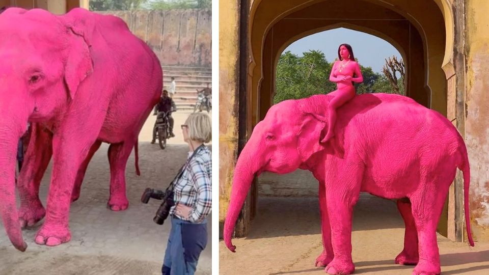 ELefante rosa