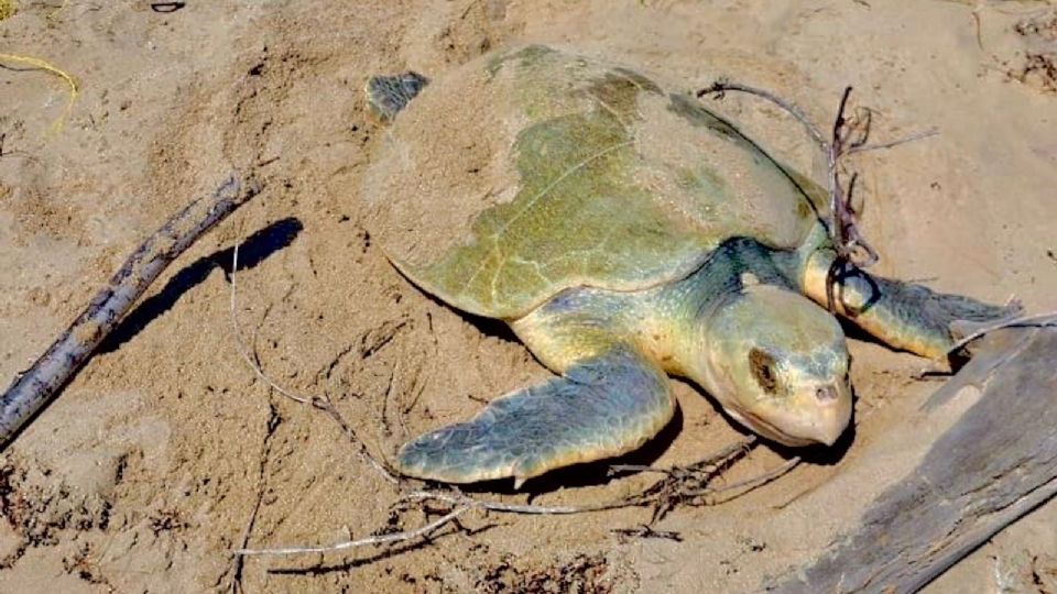 Intensifican resguardo de nidos de Tortuga Lora