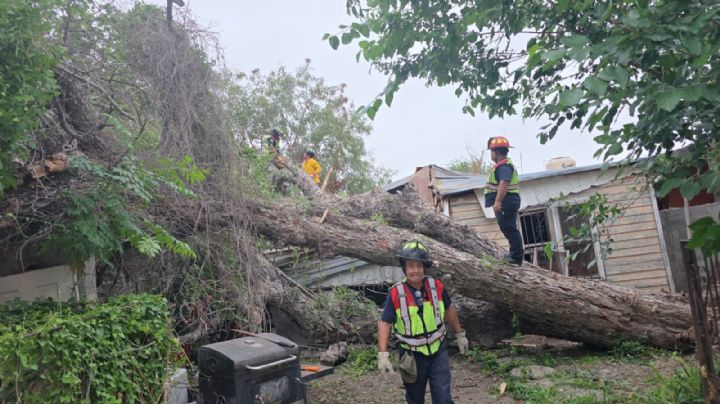 Lluvias de abril tumban 11 árboles; a pesar de los destrozos agua deja grandes beneficios