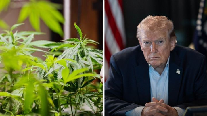 Donald Trump deja de considerar la marihuana como sustancia de alto riesgo