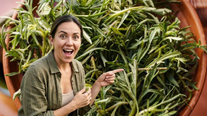 Quelites: Esta es la forma correcta de consumirlos para aprovechar sus beneficios