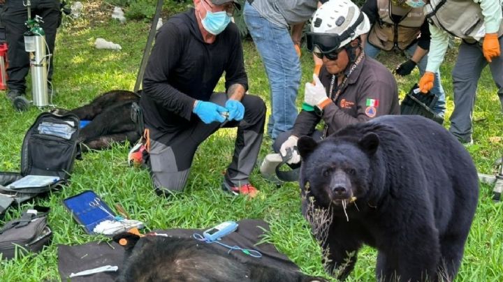 Dos osos negros se cuelan a patio de casa en San Pedro Garza García; así los rescataron