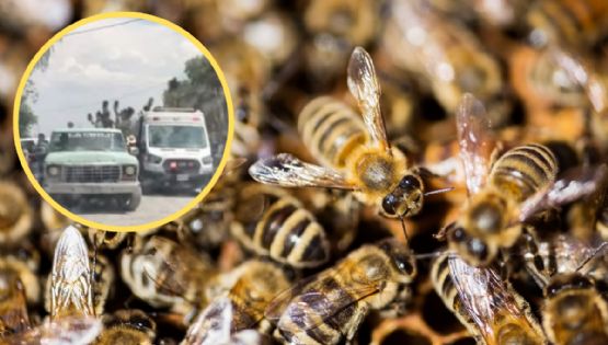 Enjambre de abejas irrumpe en funeral en Galeana; abuelito queda inconsciente y hay más de 10 heridos