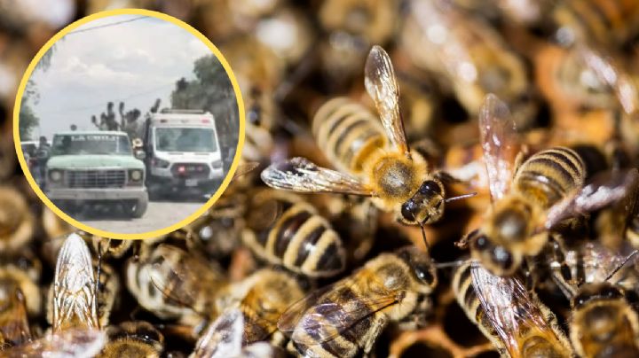 Enjambre de abejas irrumpe en funeral en Galeana; abuelito queda inconsciente y hay más de 10 heridos