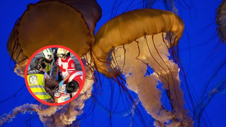 Hasta el momento no se han registrado picaduras, aunque el riesgo podría incrementarse en las próximas horas.