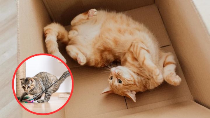 ¿Tu gato prefiere las cajas en vez de sus juguetes?; esta es la razón de su conducta