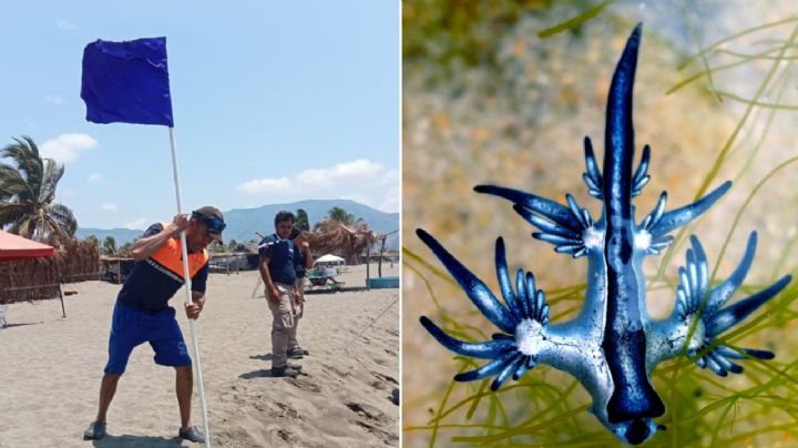 Cuidado con el dragón azul: qué es y por qué su picadura es tan peligrosa