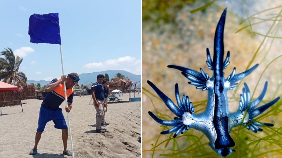 La aparición de esta especie en zonas costeras suele estar relacionada con cambios en las corrientes marinas