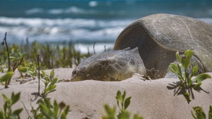 Temporada de anidación deja más de 16 mil huevos protegidos en Tamaulipas; refuerzan vigilancia