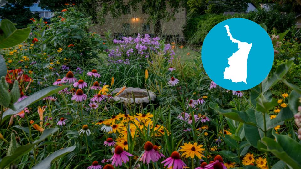 Flores adaptadas al clima del noreste del país.