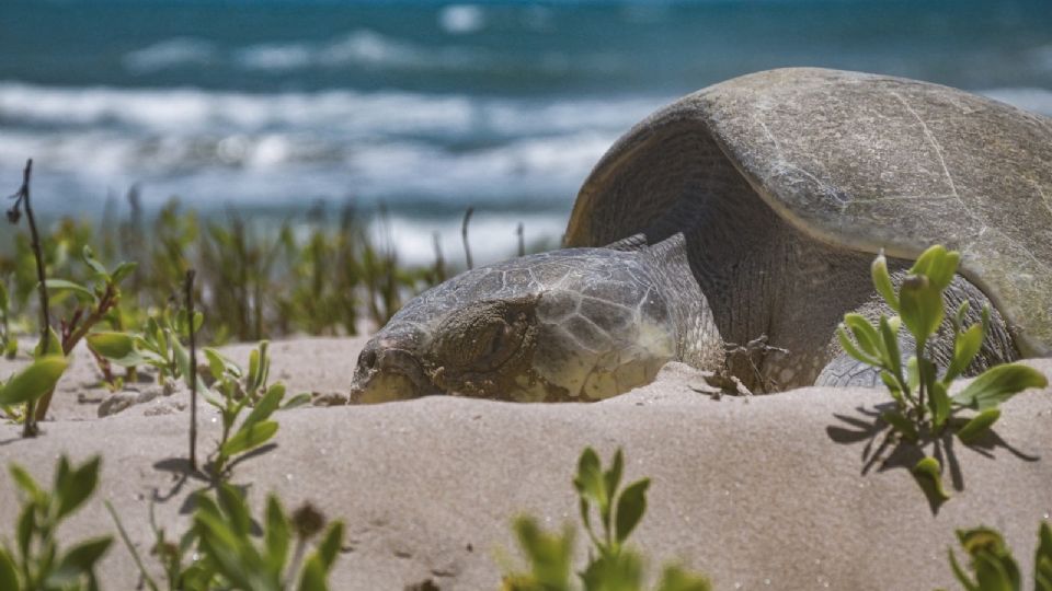 Tamaulipas fortalece protección de tortugas marinas