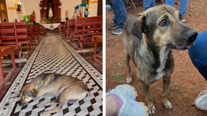 Fallece Culino, el perrito más católico de Pomuch, Campeche; nunca faltaba a misas y procesiones