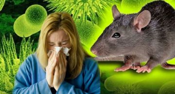 ¡No solo el hantavirus!: estas 4 enfermedades transmitidas por ratas ponen en alerta la salud mundial