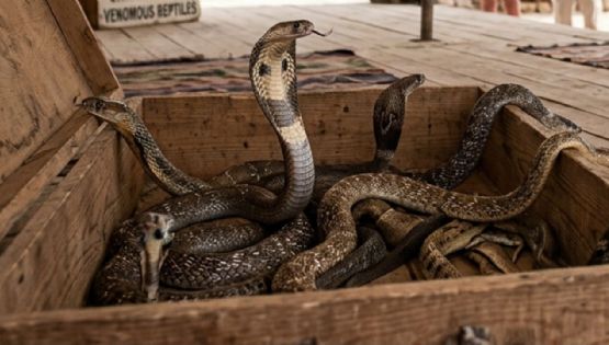 Terror: Una cobra se deslizó en el pantalón de un turista alemán y lo mató en minutos; ocurrió en Egipto