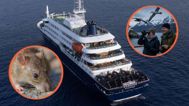 Hantavirus en crucero: El origen del brote sería el avistamiento de aves tras una excursión en Argentina